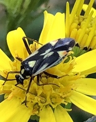 Grypocoris stysi
