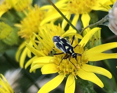 Grypocoris stysi