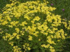 Senecio squalidus rupestris