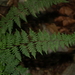 Southern Lipfern - Photo (c) Carlos G Velazco-Macias, some rights reserved (CC BY-NC), uploaded by Carlos G Velazco-Macias
