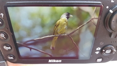 Spizixos semitorques