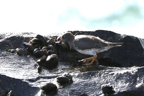 Surfbird (Calidris virgata)