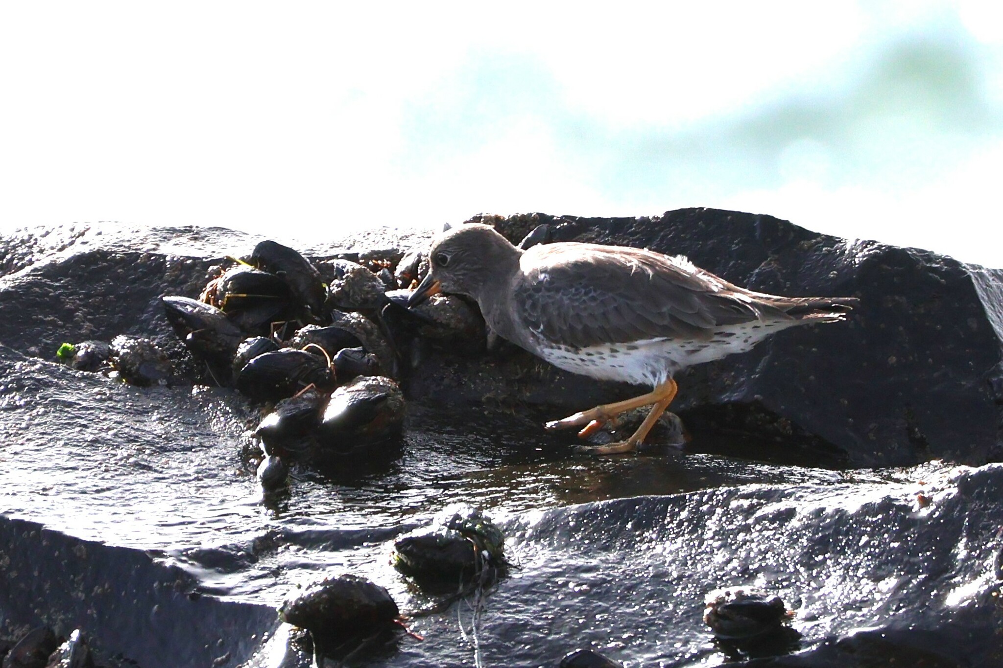 Surfbird (Calidris virgata)