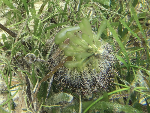 Boergesenia forbesii observed 2024-12-30