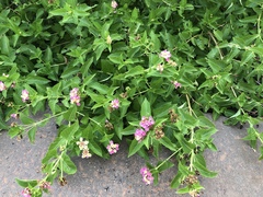 Lantana × strigocamara