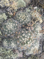 Escobaria missouriensis