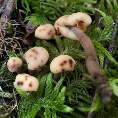 Cudonia circinans