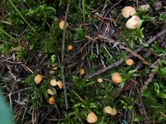 Cudonia circinans