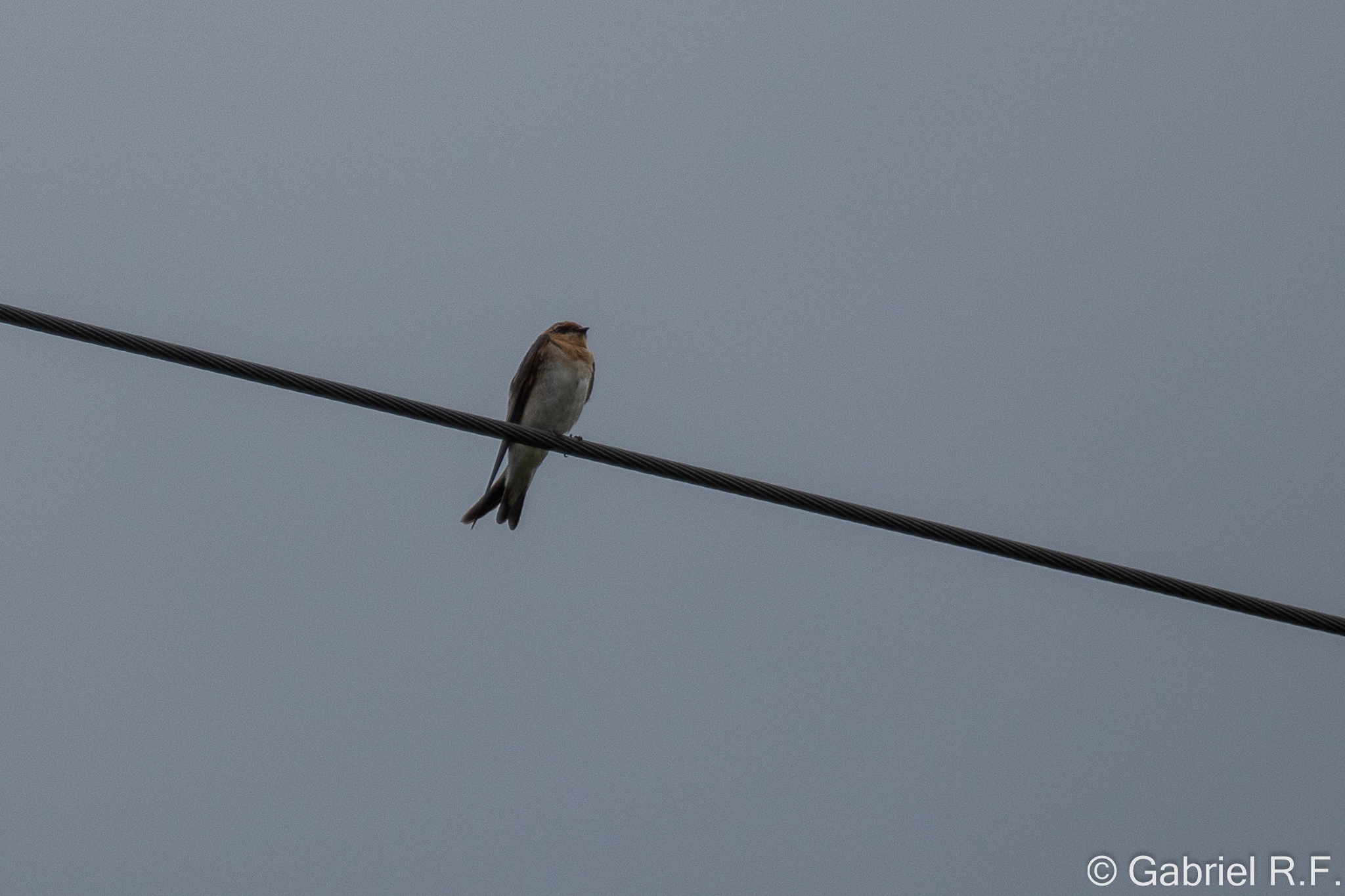 Tawny-headed Swallow (Alopochelidon fucata), photo 3