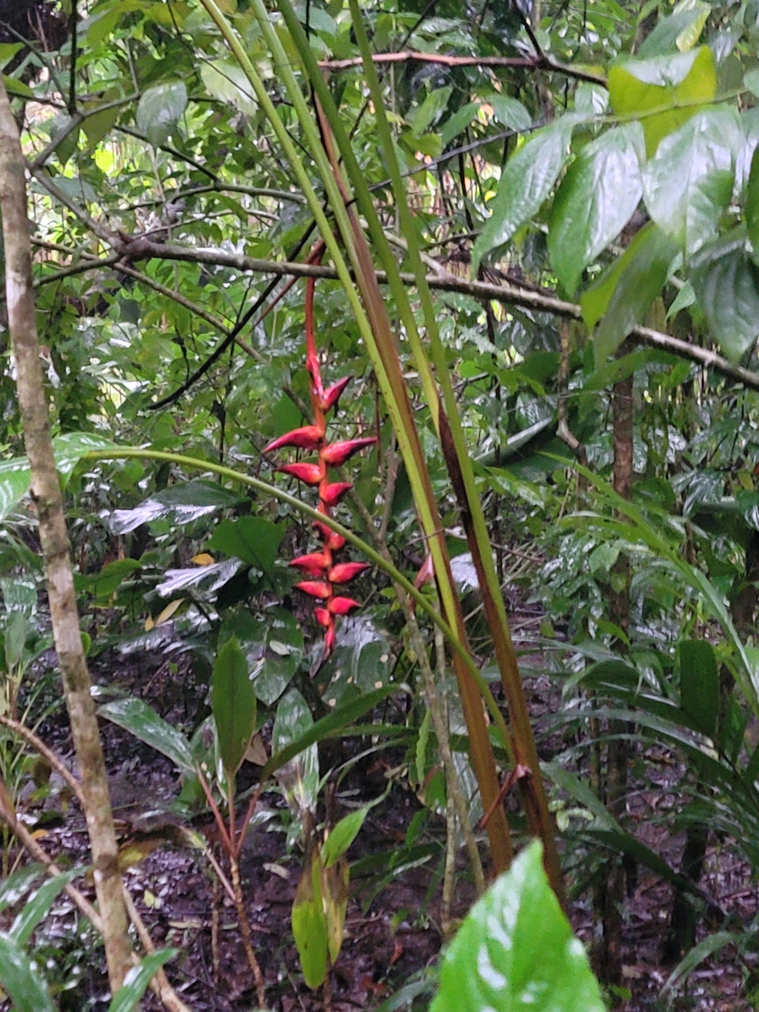 Imagem de Bananeira-do-brejo