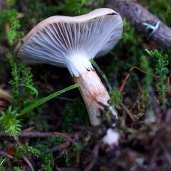 Gomphidius subroseus