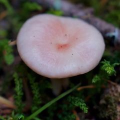 Gomphidius subroseus