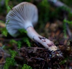 Gomphidius subroseus