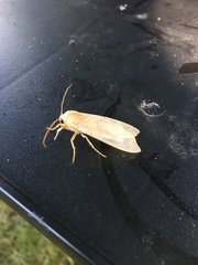 Halysidota tessellaris