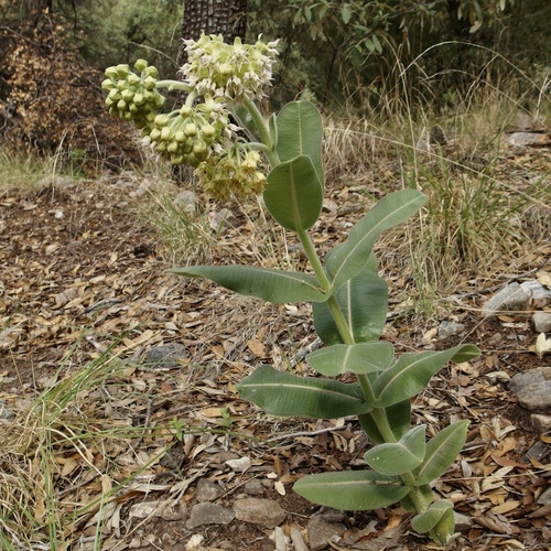 Image of Asclepias lemmonii by (c) Sue Carnahan, some rights reserved (CC BY)
