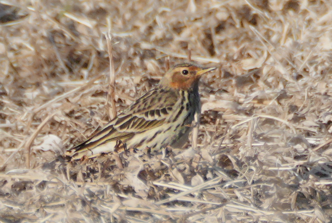Red-throated Pipit (Anthus cervinus)