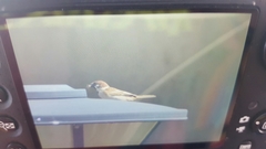 Passer montanus dilutus