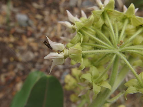 Image of Lemmon's Milkweed (Asclepias lemmonii) by (c) Sue Carnahan, some rights reserved (CC BY)