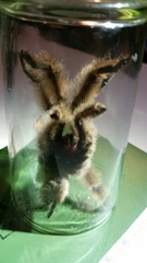 Psalmopoeinae