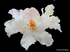 Rhododendron cubittii