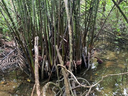 Foto de Palmeira-do-mangue