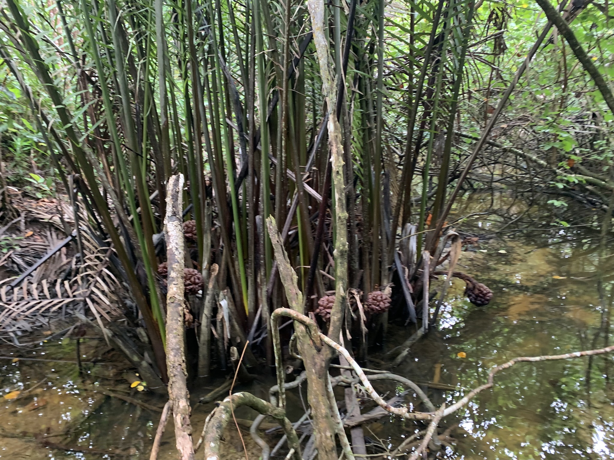 Imagem de Palmeira-do-mangue