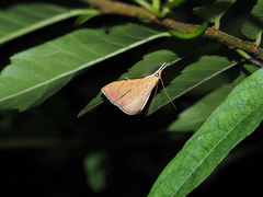 Hyalobathra