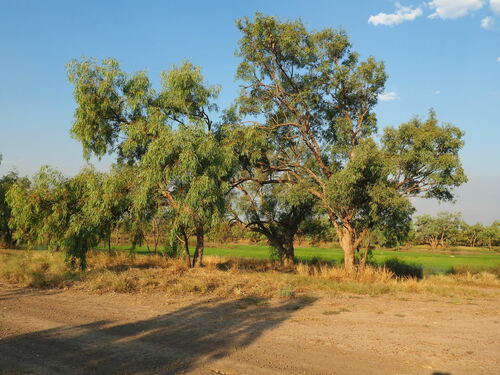 Eucalyptus microtheca observed 2025-01-07