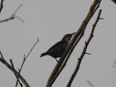 Rhabdornis mystacalis