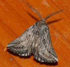 Drepanogynis ecprepes