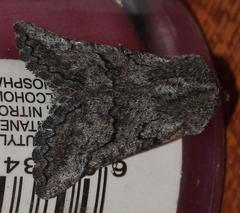 Drepanogynis interscripta