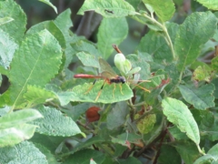 Therion circumflexum