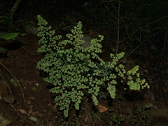 Adiantum tricholepis