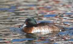 Baer's Pochard photo 1