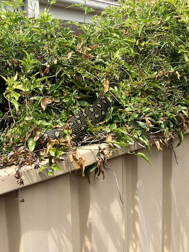 Diamond Python sighting