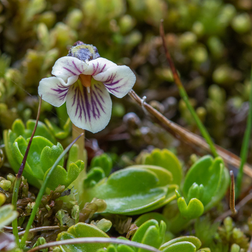 Violet Leaves