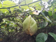 Passiflora platyloba