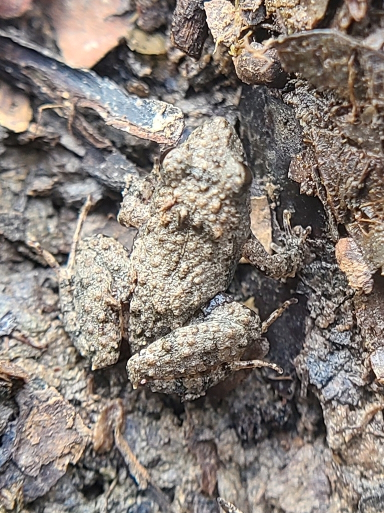 Bolivian Swamp Frog