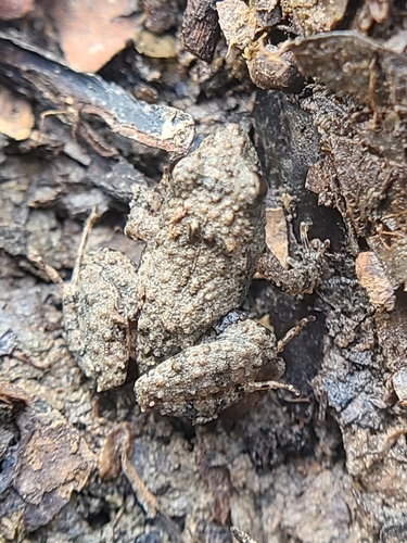 Bolivian Swamp Frog