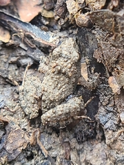 Bolivian Swamp Frog photo 2