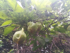 Passiflora platyloba