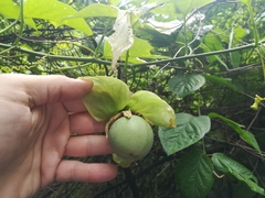 Passiflora platyloba