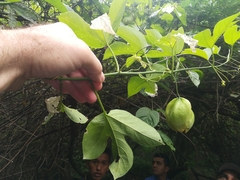 Passiflora platyloba