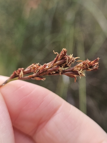 Image of Machaerina juncea by (c) Angus Campbell, some rights reserved (CC BY)