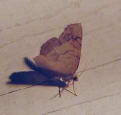 Nematocampa resistaria