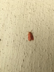 Miltochrista arcuata