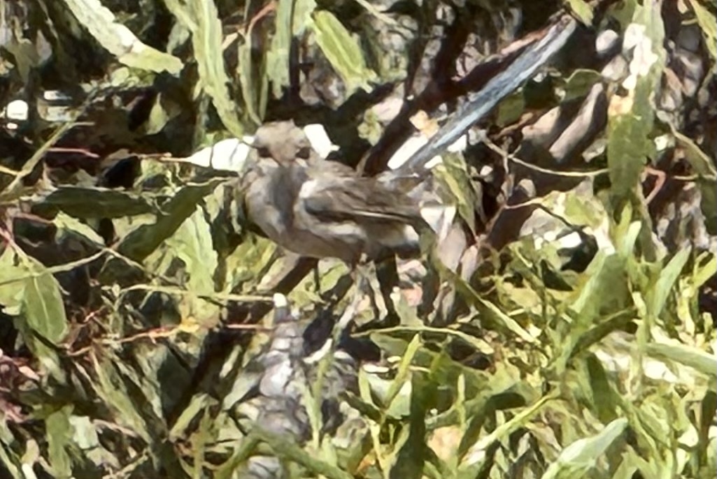 Blue-breasted Fairywren (Malurus pulcherrimus), photo 1