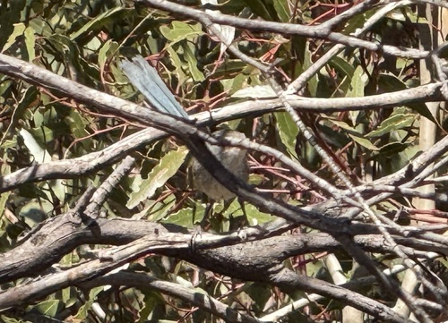 Blue-breasted Fairywren (Malurus pulcherrimus), photo 2