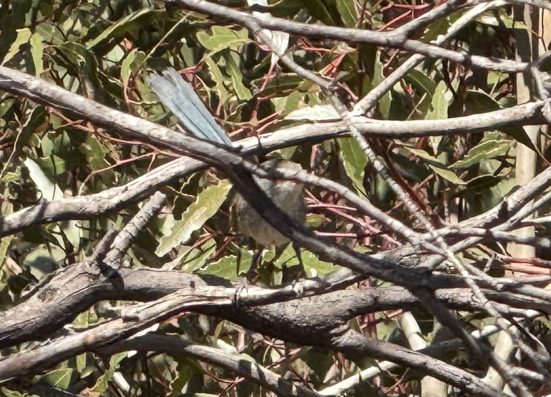 Blue-breasted Fairywren (Malurus pulcherrimus), photo 2