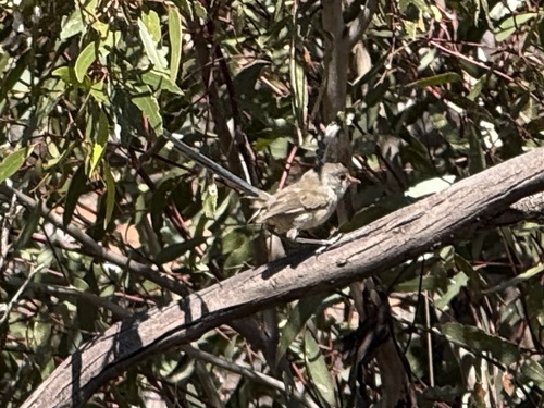 Blue-breasted Fairywren (Malurus pulcherrimus), photo 8